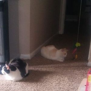 Meet your Posher, Evan